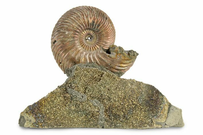 Iridescent, Pyritized Ammonite (Quenstedticeras) Fossil Display #243549